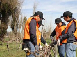 UTalca celebra la Fiesta de la Poda en Colchagua vinculando tradición, academia y territorio