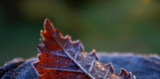 ¿Frío, lluvias, sol? Cómo viene lo que queda de invierno 