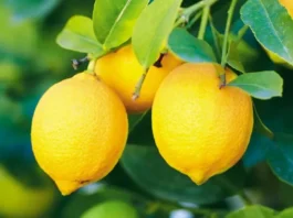 Chile gana protagonismo en la oferta global de limones en 2025