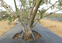 7 prácticas de riego de precisión para lograr arándanos más firmes y resistentes 7 prácticas de riego de precisión para lograr arándanos más firmes y resistentes