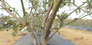 7 prácticas de riego de precisión para lograr arándanos más firmes y resistentes