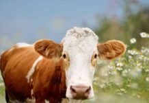 Análisis de la Ganadería Intensiva: Balance entre Producción Global y Huella de Carbono Análisis de la Ganadería Intensiva: Balance entre Producción Global y Huella de Carbono