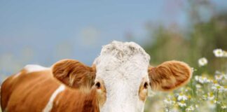 Análisis de la Ganadería Intensiva: Balance entre Producción Global y Huella de Carbono