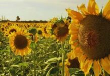 Argentina, Alarma para el girasol por una maleza que puede llevar el rendimiento a cero