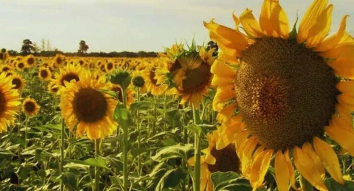 Argentina, Alarma para el girasol por una maleza que puede llevar el rendimiento a cero