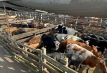 Autoridades fiscalizan feria de ganado previo a Fiestas Patrias en Los Ángeles