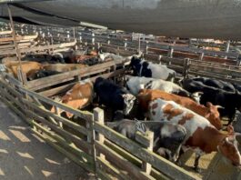 Autoridades fiscalizan feria de ganado previo a Fiestas Patrias en Los Ángeles