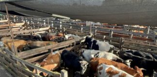 Autoridades fiscalizan feria de ganado previo a Fiestas Patrias en Los Ángeles