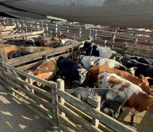 Autoridades fiscalizan feria de ganado previo a Fiestas Patrias en Los Ángeles