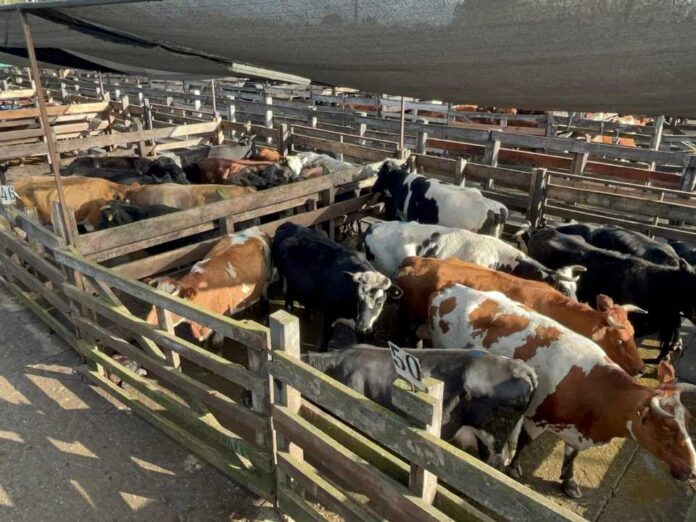 Autoridades fiscalizan feria de ganado previo a Fiestas Patrias en Los Ángeles