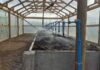Biofertilizante líquido a través de la Lombricultura intensiva para la Producción de Arándanos