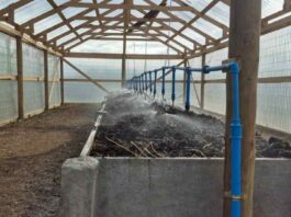 Biofertilizante líquido a través de la Lombricultura intensiva para la Producción de Arándanos