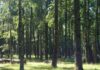 +Bosques sobre 900 acciones en terreno para el manejo sostenible del bosque nativo