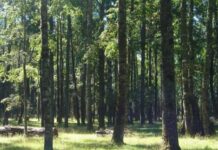 +Bosques sobre 900 acciones en terreno para el manejo sostenible del bosque nativo