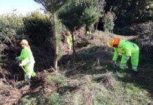 CONAF impulsa empleo y prevención de incendios forestales mediante el Programa de Emergencia de Empleo en La Araucanía CONAF impulsa empleo y prevención de incendios forestales mediante el Programa de Emergencia de Empleo en La Araucanía