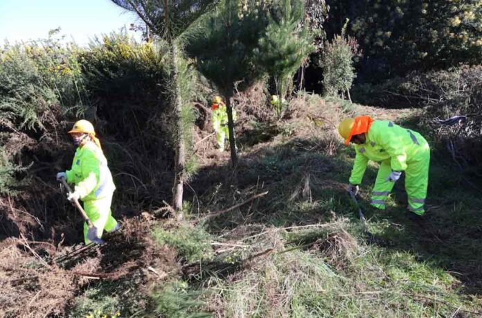 CONAF impulsa empleo y prevención de incendios forestales mediante el Programa de Emergencia de Empleo en La Araucanía