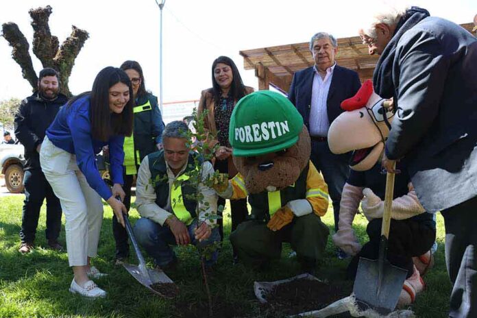 CONAF lanza campaña informativa para evitar las cortas ilegales de bosque