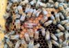 CTRV U. Mayor se adjudica Fondo Regional para innovar en transporte de abejas hacia mercados globales