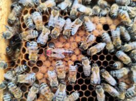 CTRV U. Mayor se adjudica Fondo Regional para innovar en transporte de abejas hacia mercados globales