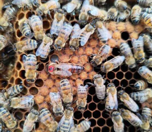 CTRV U. Mayor se adjudica Fondo Regional para innovar en transporte de abejas hacia mercados globales
