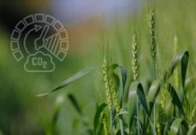 Captura de Carbono en el Agro: El modelo europeo que podría llegar a Chile.