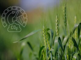 Captura de Carbono en el Agro: El modelo europeo que podría llegar a Chile.