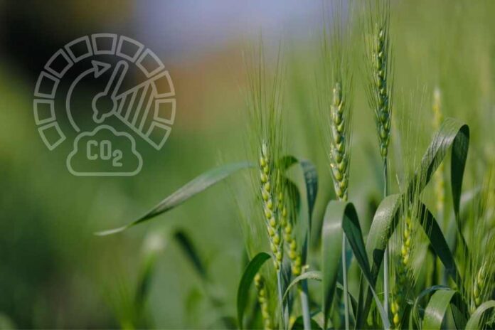 Captura de Carbono en el Agro: El modelo europeo que podría llegar a Chile.