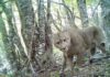 Chile integra plataforma mundial colaborativa de monitoreo de fauna nativa