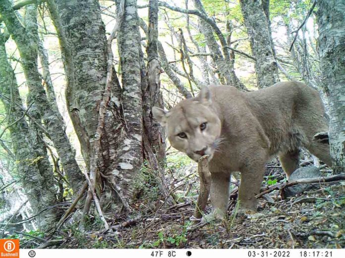 Chile integra plataforma mundial colaborativa de monitoreo de fauna nativa
