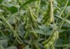 China boicotea la soya de EE. UU. en medio del caos arancelario