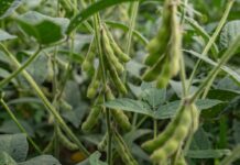 China boicotea la soya de EE. UU. en medio del caos arancelario