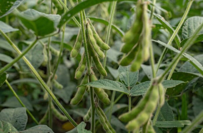 China boicotea la soya de EE. UU. en medio del caos arancelario