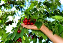 Ciencia aplicada desde O’Higgins: investigación realizada en la UOH recibe importante premio por desarrollo en agricultura de precisión