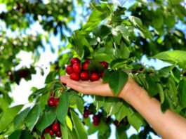 Ciencia aplicada desde O’Higgins: investigación realizada en la UOH recibe importante premio por desarrollo en agricultura de precisión