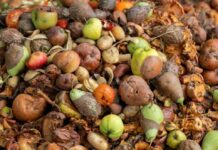 Ciencia y transferencia tecnológica para reducir el desperdicio de alimentos: el compromiso de CREAS Ciencia y transferencia tecnológica para reducir el desperdicio de alimentos: el compromiso de CREAS