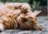 gatos en huertos. Convivencia entre felinos y huertos: Estrategias y reflexiones para un espacio compartido
