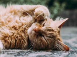 gatos en huertos. Convivencia entre felinos y huertos: Estrategias y reflexiones para un espacio compartido