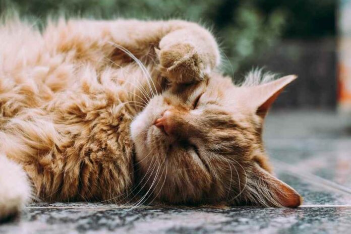 gatos en huertos. Convivencia entre felinos y huertos: Estrategias y reflexiones para un espacio compartido
