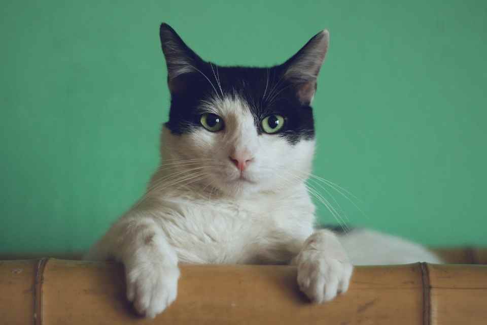 Comunidad en línea comparte experiencias sobre gatos en huertos. Convivencia entre felinos y huertos: Estrategias y reflexiones para un espacio compartido