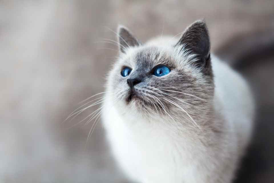 Convivencia entre felinos y huertos: Estrategias y reflexiones para un espacio compartido