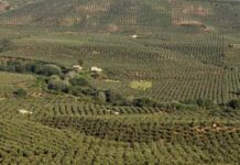 Cooperativas Agro-alimentarias reclama en Bruselas medidas para garantizar el futuro del olivar