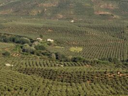 Cooperativas Agro-alimentarias reclama en Bruselas medidas para garantizar el futuro del olivar