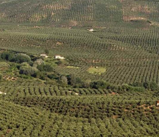 Cooperativas Agro-alimentarias reclama en Bruselas medidas para garantizar el futuro del olivar