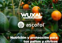 Copeval | Tecnología 4.0 en Cítricos y Paltos: La Nutrición Inteligente de la Agricultura