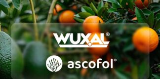 Copeval | Tecnología 4.0 en Cítricos y Paltos: La Nutrición Inteligente de la Agricultura