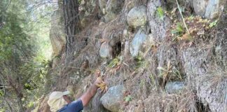 Desaparición silenciosa de la biodiversidad