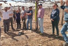 Día de campo en Agrícola Frontera presentó tecnologías para un riego eficiente en uva de mesa