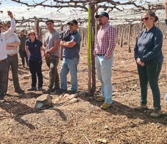 Día de campo en Agrícola Frontera presentó tecnologías para un riego eficiente en uva de mesa