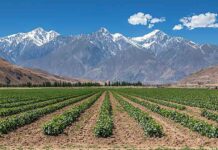 ESTUDIO INTERNACIONAL DESTACA A CHILE COMO PAÍS A LA VANGUARDIA EN AGRICULTURA DIGITAL Y SOSTENIBLE EN AMÉRICA LATINA ESTUDIO INTERNACIONAL DESTACA A CHILE COMO PAÍS A LA VANGUARDIA EN AGRICULTURA DIGITAL Y SOSTENIBLE EN AMÉRICA LATINA