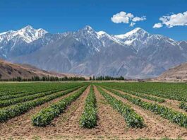 ESTUDIO INTERNACIONAL DESTACA A CHILE COMO PAÍS A LA VANGUARDIA EN AGRICULTURA DIGITAL Y SOSTENIBLE EN AMÉRICA LATINA